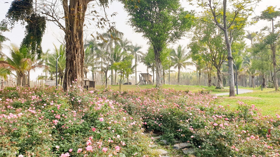 Chiêm ngưỡng vườn hoa hồng khổng lồ khoe sắc giữa khu đô thị xanh Ecopark - 5