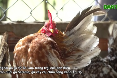 Anh nông dân nuôi gà sư tử Ba Lan siêu độc lạ thu lãi gần 400 triệu đồng