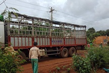 Sửa dây điện bị đứt do xe tải vướng vào, một người bị điện giật tử vong