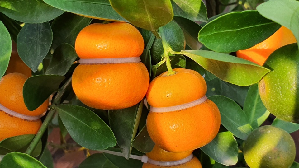 Quất hồ lô siêu “độc”, mới thử nghiệm đã bán cả nghìn cây - 2 Quất hồ lô siêu “độc”, mới thử nghiệm đã bán cả nghìn cây - 2