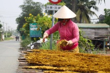Làng nhang trăm tuổi ở TPHCM hối hả vào vụ Tết