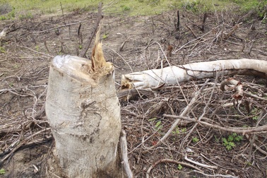 Yêu cầu làm rõ vụ việc dân phá rừng, chiếm đất