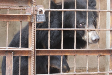 Tự nguyện giao nộp một cá thể gấu chó cho cơ quan chức năng