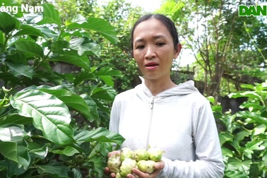 Cô gái xứ Quảng với khát vọng đánh thức giá trị của cây nhàu