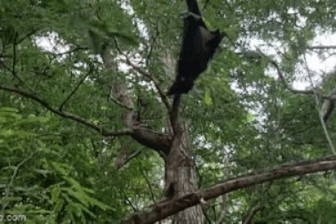 Khoảnh khắc rồng Komodo bật nhảy cao 2 mét, đớp gọn dơi trên cây