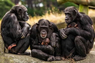 Ngôn ngữ kí hiệu của tinh tinh giống tiếng nói của loài người