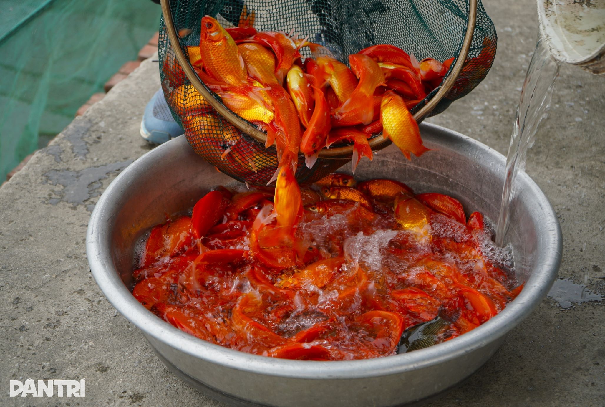 Πιάνοντας το μεγαλύτερο δίχτυ της χρονιάς, κερδίζοντας εκατοντάδες εκατομμύρια ντονγκ με την ευκαιρία του Φεστιβάλ Ong Cong Ong Tao - 3 Cất mẻ lưới lớn nhất năm, kiếm trăm triệu đồng dịp Tết ông Công ông Táo - 3