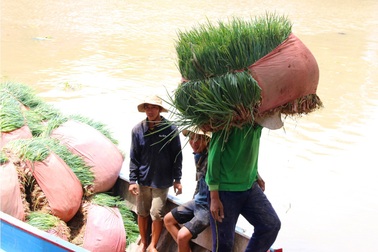 Vất vả nghề “làm đẹp” cho hành lá ở miền Tây