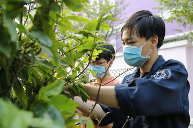 Sinh viên kiếm bạc triệu từ... lặt lá mai ngày giáp Tết