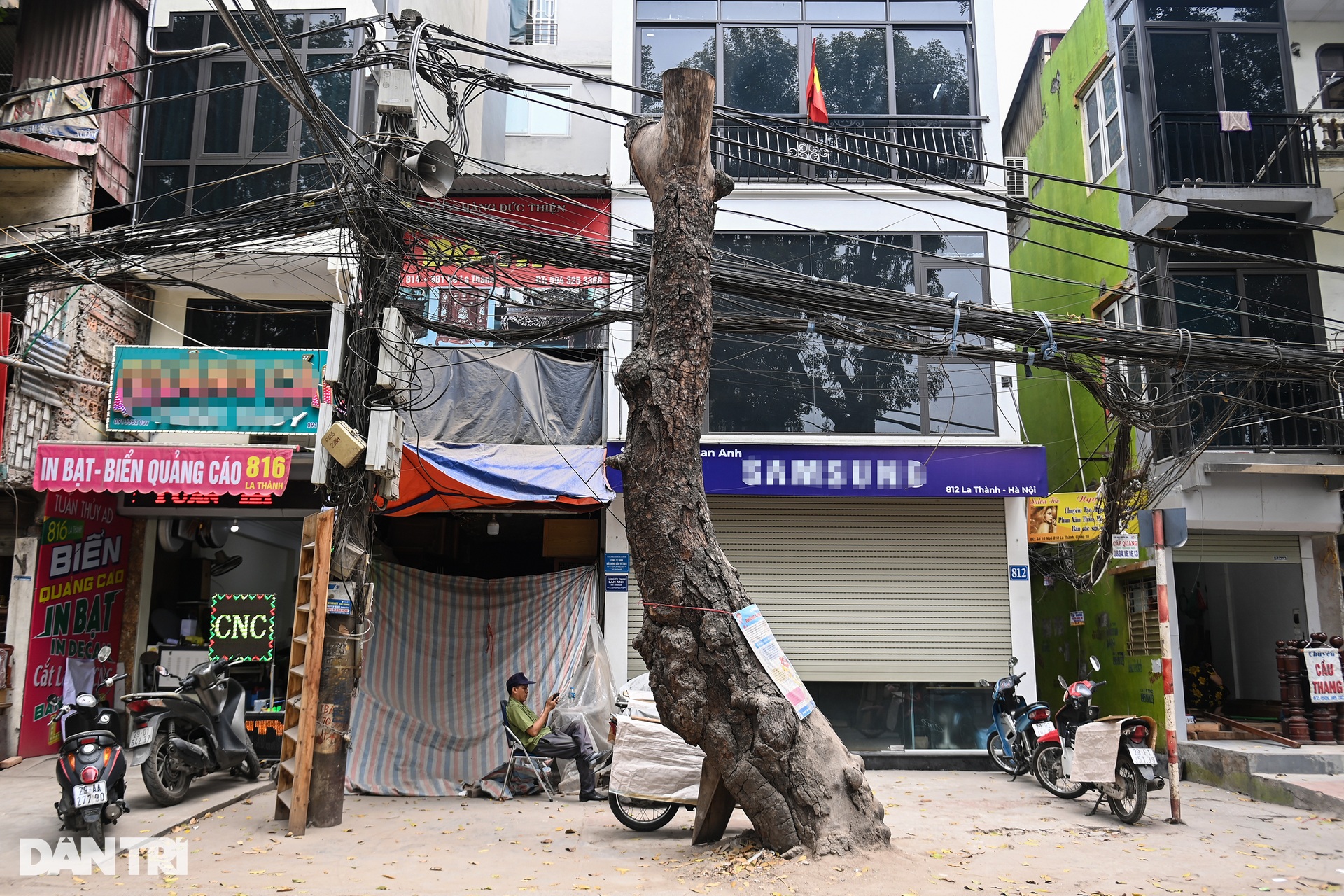 Sắp chặt hạ, dịch chuyển hàng cây cổ thụ trên đường đắt nhất hành tinh - 7 Sắp chặt hạ, dịch chuyển hàng cây cổ thụ trên đường đắt nhất hành tinh - 7