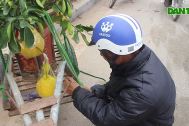 “Hốt bạc” từ dịch vụ chở cây cảnh ngày Tết