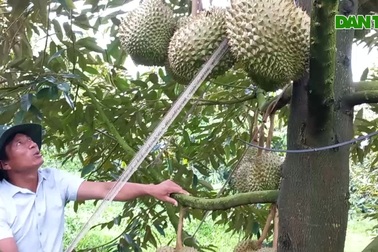 Vườn sầu riêng hơn 20ha, mang lại doanh thu 15 tỷ đồng/năm