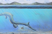 Lần đầu tiên phát hiện trứng của bò sát biển cổ đại