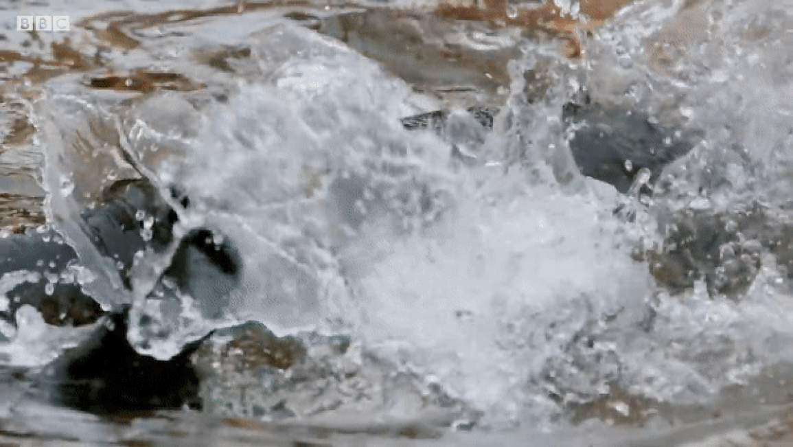 Loài cá quái vật dùng râu để phát hiện và ăn thịt chim bồ câu - 2 Loài cá quái vật dùng râu để phát hiện và ăn thịt chim bồ câu - 2