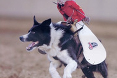 “Siêu sao” khỉ cao bồi 