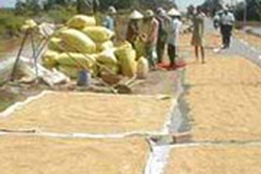 Dự báo giá gạo xuất khẩu sẽ tăng