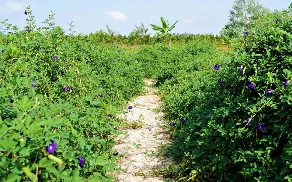 Chàng trai trẻ biến đất khô cằn thành nông trại dược liệu - 2 Chàng trai trẻ biến đất khô cằn thành nông trại dược liệu - 2