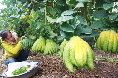 Vựa phật thủ đất Bắc