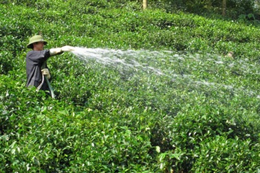 Lần đầu tiên tổ chức Festival trà Quốc tế tại Thái Nguyên