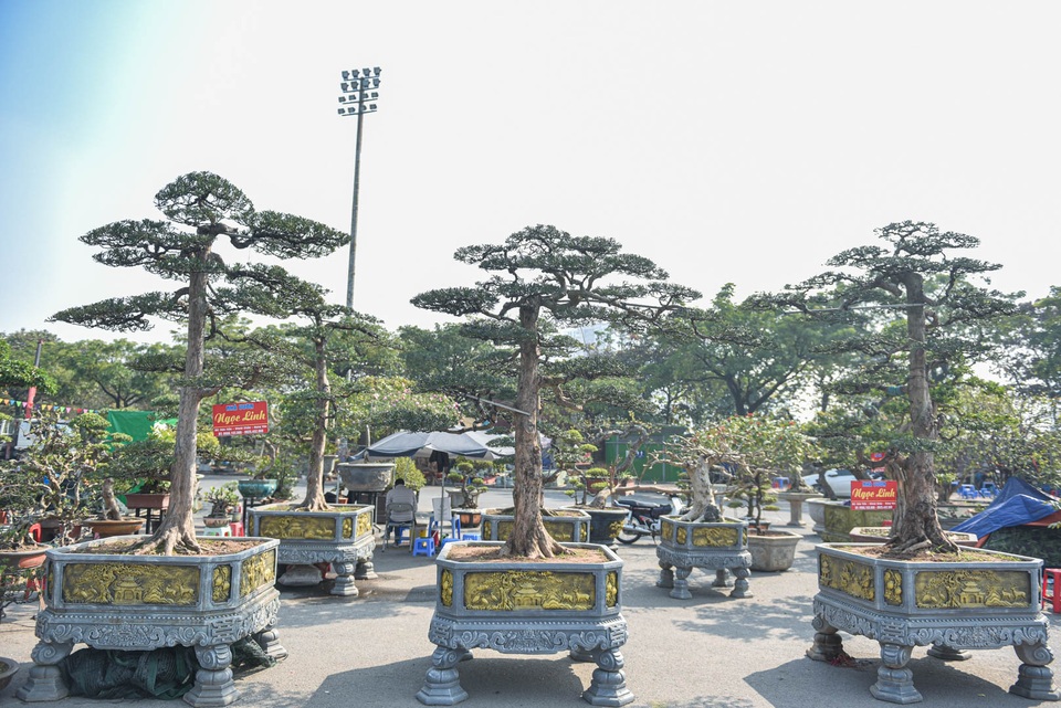 Chậu cây tùng giá hàng trăm triệu, chờ đại gia săn về đón Tết - 1 Chậu cây tùng giá hàng trăm triệu, chờ đại gia săn về đón Tết - 1