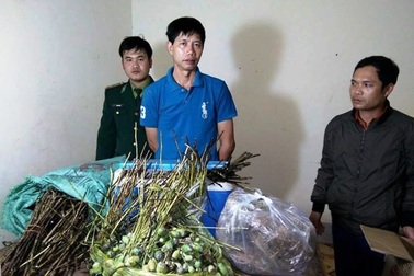 Vận chuyển cây thuốc phiện từ Lào về Việt Nam tiêu thụ