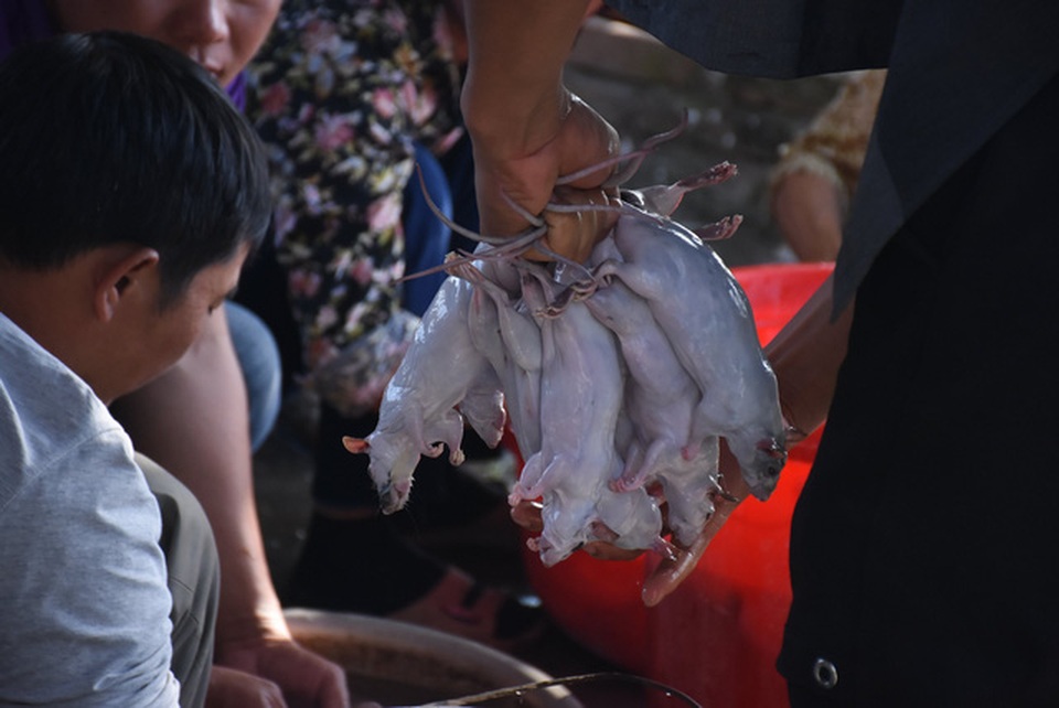Làng bắt chuột Hải Dương vào mùa đắt hàng - 8 Làng bắt chuột Hải Dương vào mùa đắt hàng - 8