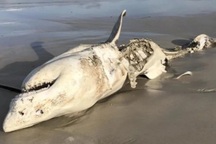 Khắc tinh khiến "hung thần đại dương" chỉ còn xác không nội tạng