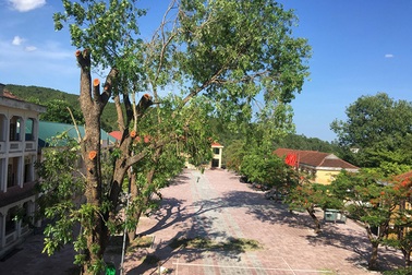 Trường chặt cây xà cừ 40 năm tuổi: Kiểm điểm trách nhiệm cá nhân, tập thể