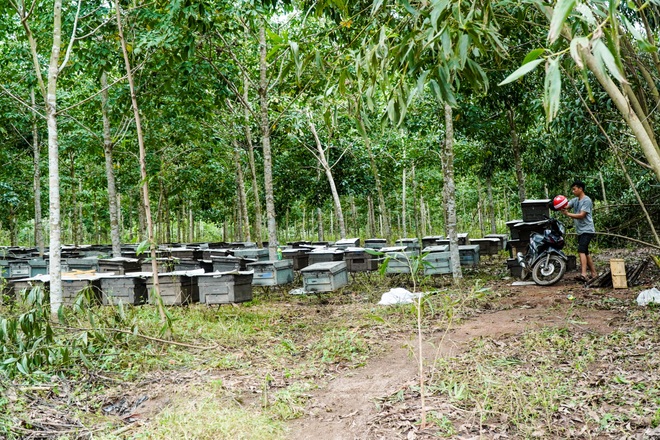 Nỗi khốn khổ của người nuôi ong sau bão lũ - 5 Nỗi khốn khổ của người nuôi ong sau bão lũ - 5