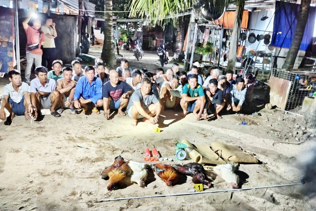 Triệt phá trường gà ở Phú Quốc do hai anh em ruột điều hành - 1