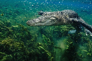 Cá sấu có thể mọc lại đuôi như thằn lằn