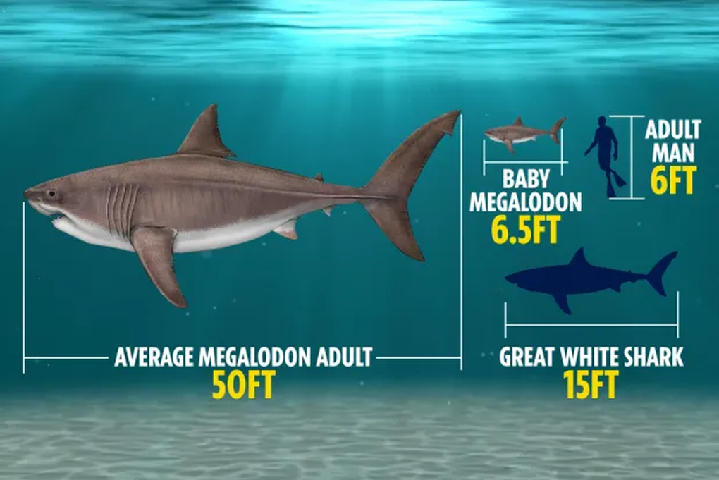 Giải đáp 3 câu hỏi lớn về quái vật cổ đại Megalodon - 3 Giải đáp 3 câu hỏi lớn về quái vật cổ đại Megalodon - 3