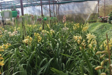 Địa lan nở sớm, nhiều nhà vườn đứng ngồi không yên