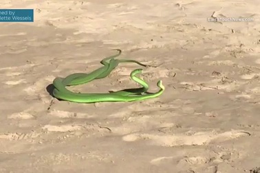 Cặp rắn xanh kỳ quái quyết chiến giành "mỹ nhân"