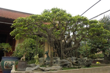 Đại gia mua chè sen chục triệu, cây tiền tỷ chơi Tết