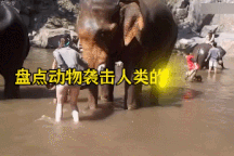 Những khoảnh khắc động vật "hóa điên", bất ngờ tấn công con người