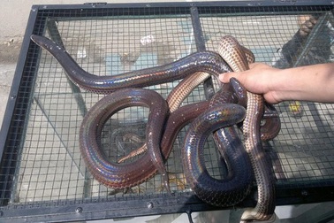 Loạt đặc sản "nhìn thì sợ, ăn thì mê" không phải ai cũng dám thử ở Việt Nam