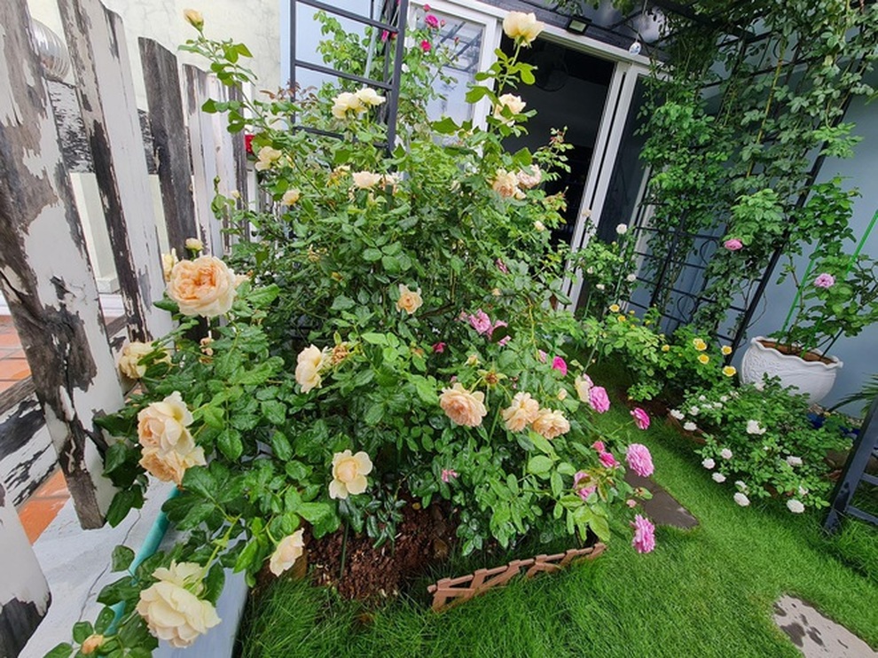 Những vườn hoa hồng tràn ngập hương sắc trên sân thượng của gia chủ Việt - 8 Những vườn hoa hồng tràn ngập hương sắc trên sân thượng của gia chủ Việt - 8