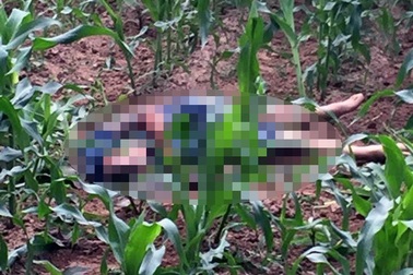 Hà Nội: Phát hiện thi thể nam thanh niên ở bãi ngô sau cuộc ẩu đả