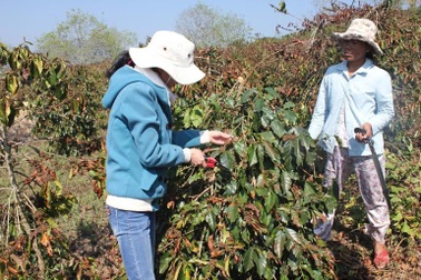 Hơn 1.600 hecta cà phê chết cháy vì sương muối