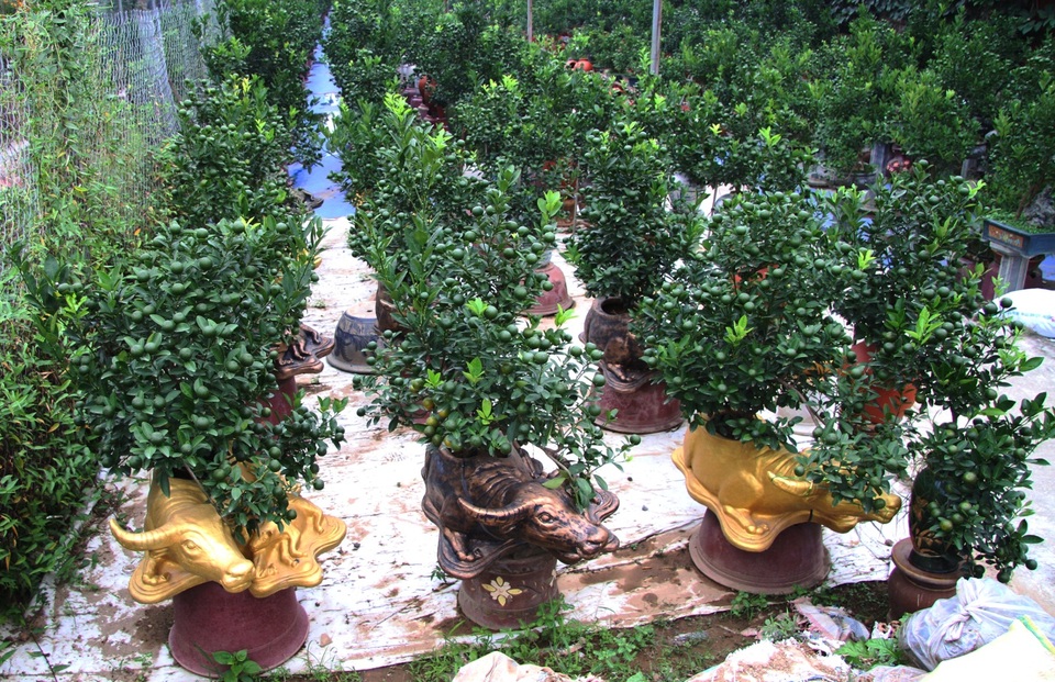 Trâu vàng thảnh thơi cõng quất cảnh giá bạc triệu dịp Tết Tân Sửu 2021 - 1