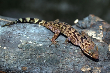 Điều ít biết về thằn lằn núi - loài động vật xấu lạ chỉ có ở núi Bà Đen