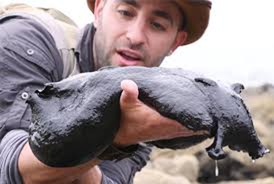 Giật mình phát hiện sinh vật đen sì nhầy nhụa như đến từ hành tinh khác - 2 Giật mình phát hiện sinh vật đen sì nhầy nhụa như đến từ hành tinh khác - 2