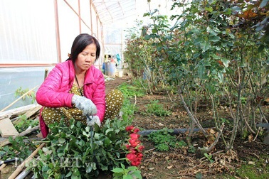 Trồng 5.000m2 hoa hồng, mỗi tháng bỏ túi 50 triệu đồng