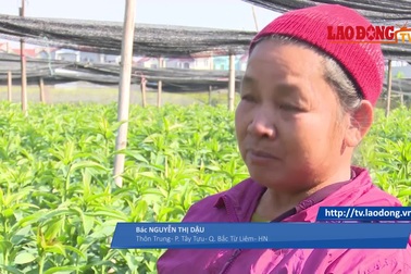 Làng hoa Tây Tựu tất bật chuẩn bị đón Tết Canh Tý