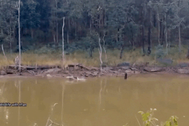 Nai con nhanh trí, 2 lần thoát chết khỏi nanh vuốt báo hoa mai