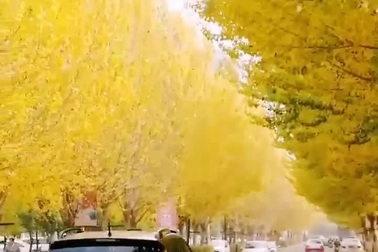 Con đường lá vàng tuyệt đẹp và lãng mạn mà ai cũng muốn được đi qua