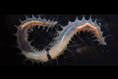 Phát hiện loài giun nhỏ bé có khả năng phát ra âm thanh… lớn nhất trên đại dương