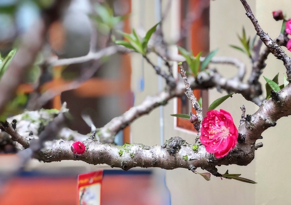 Vườn đào thất thốn độc nhất Hà Nội được nhiều đại gia trả giá “khủng” - 6 Vườn đào thất thốn độc nhất Hà Nội được nhiều đại gia trả giá “khủng” - 6