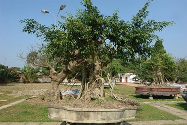 Đổi 6 lô biệt thự lấy cây cảnh “ngai vàng” 